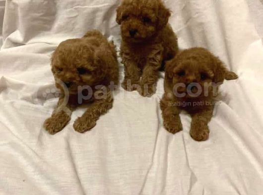 Toy Poodle Yavrularimiz