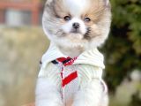 Safkan Pomeranian Boo Yavrularımız