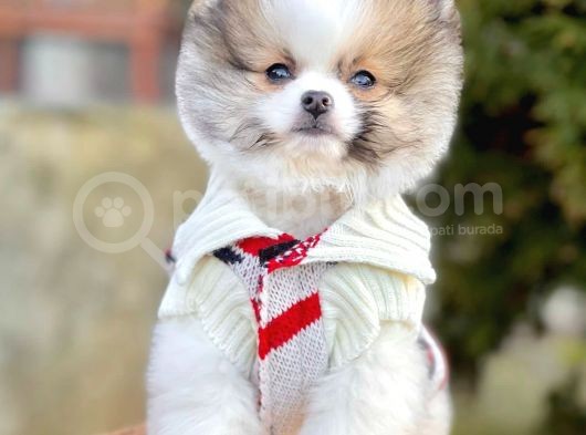 Safkan Pomeranian Boo Yavrularımız görsel