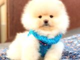 Aslan Gi̇bi̇ Pomerani̇an Boo