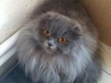 16 Aylık Dişi Scottish Fold Eşsiz Güzellikte