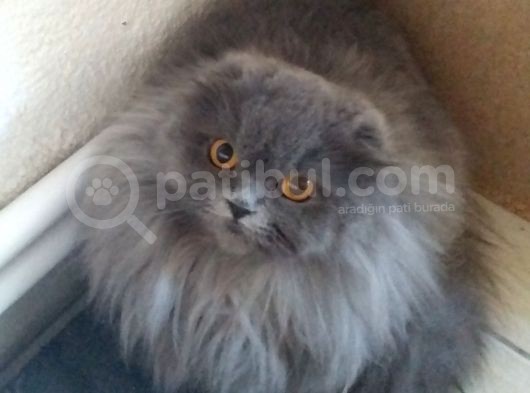 16 Aylık Dişi Scottish Fold Eşsiz Güzellikte görsel