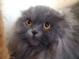 16 Aylık Dişi Scottish Fold Eşsiz Güzellikte