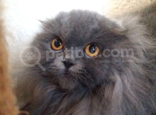 16 Aylık Dişi Scottish Fold Eşsiz Güzellikte