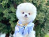 Safkan Pomeranian Boo Yavrularımız