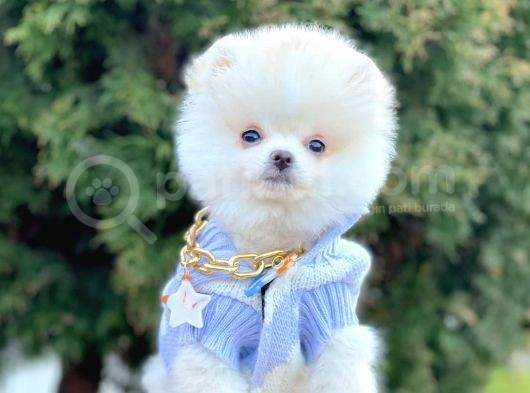 Safkan Pomeranian Boo Yavrularımız