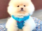 Aslan Gi̇bi̇ Pomerani̇an Boo
