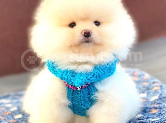Aslan Gi̇bi̇ Pomerani̇an Boo