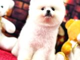 Kusursuz Karbeyaz Pomerani̇an Boo
