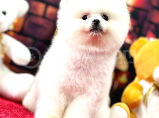 Kusursuz Karbeyaz Pomerani̇an Boo görsel