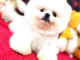 Kusursuz Karbeyaz Pomerani̇an Boo