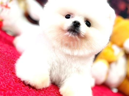 Kusursuz Karbeyaz Pomerani̇an Boo