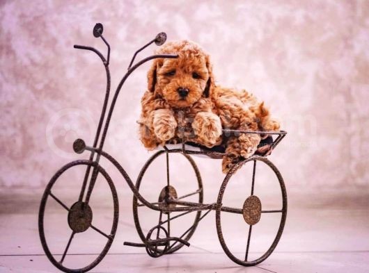 Sahibinden Toy Poodle  Yavrular görsel