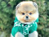 Safkan Pomeranian Boo Yavrularımız