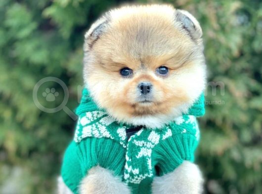 Safkan Pomeranian Boo Yavrularımız görsel