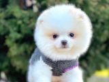 Safkan Pomeranian Boo Yavrularımız