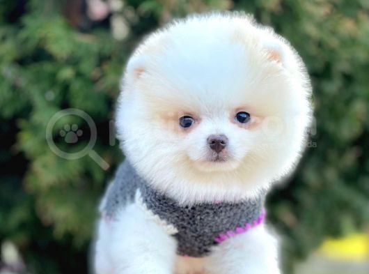 Safkan Pomeranian Boo Yavrularımız görsel