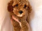 Birbirinden Güzel Toy Poodle