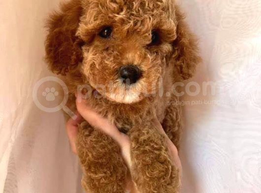 Birbirinden Güzel Toy Poodle görsel