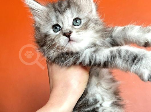 Silver Mainecoon Yavrulari 09.12.21 görsel