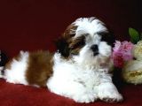 Shih Tzu Yavrular Yuva Ariyor