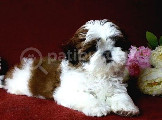 Shih Tzu Yavrular Yuva Ariyor görsel