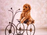 Sahibinden Toy Poodle  Yavrular