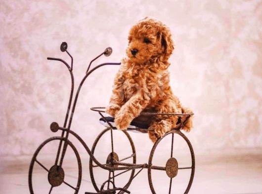 Sahibinden Toy Poodle  Yavrular
