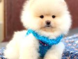 Aslan Gi̇bi̇ Pomerani̇an Boo