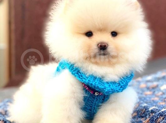 Aslan Gi̇bi̇ Pomerani̇an Boo görsel