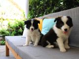 Dünyanin en Zeki̇si̇ Border Collie Yavrularimiz Si̇zlerle