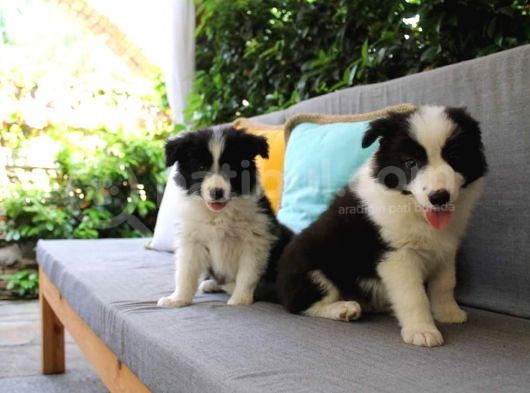 Dünyanin En Zeki̇si̇ Border Collie Yavrularimiz Si̇zlerle