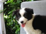 Dünyanin En Zeki̇si̇ Border Collie Yavrularimiz Si̇zlerle