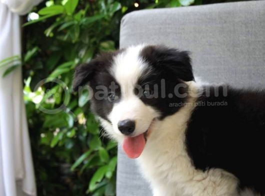 Dünyanin En Zeki̇si̇ Border Collie Yavrularimiz Si̇zlerle görsel