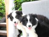Dünyanin En Zeki̇si̇ Border Collie Yavrularimiz Si̇zlerle