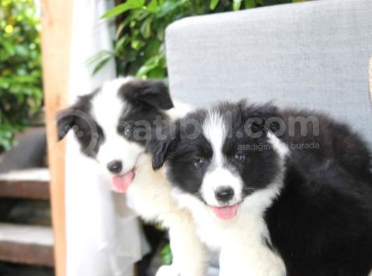 Dünyanin En Zeki̇si̇ Border Collie Yavrularimiz Si̇zlerle görsel