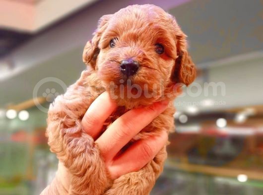 Red Toy Poodle Safkan Yavrumuz