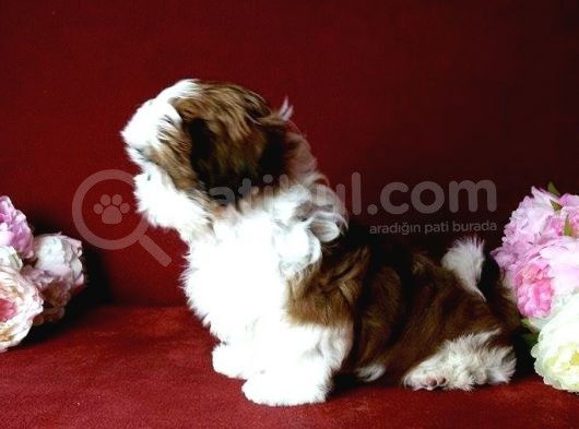 Shih Tzu Yavrular Yuva Ariyor görsel