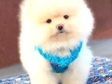 Aslan Gi̇bi̇ Pomerani̇an Boo