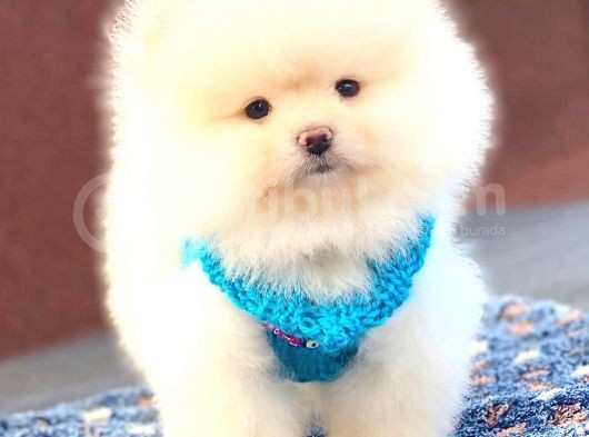 Aslan Gi̇bi̇ Pomerani̇an Boo görsel