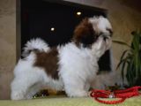 Sahi̇bi̇nden Shi̇h Tzu Yavrular