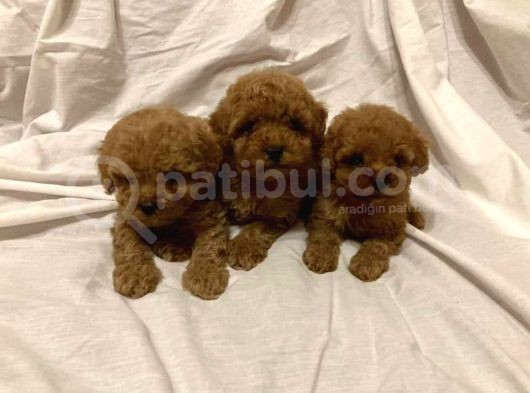 Toy Poodle Yavrularimiz görsel