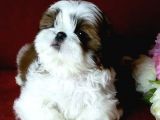 Shih Tzu Yavrular Yuva Ariyor