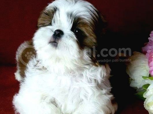Shih Tzu Yavrular Yuva Ariyor