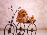 Sahibinden Toy Poodle  Yavrular