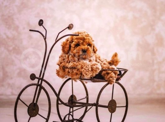 Sahibinden Toy Poodle  Yavrular görsel