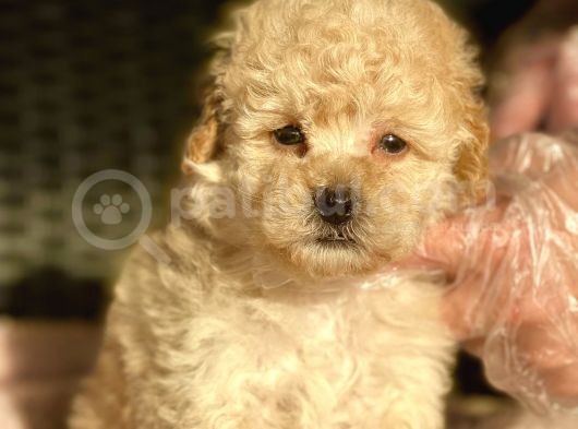 Bebek Surat Toy Poodle Yavrular görsel