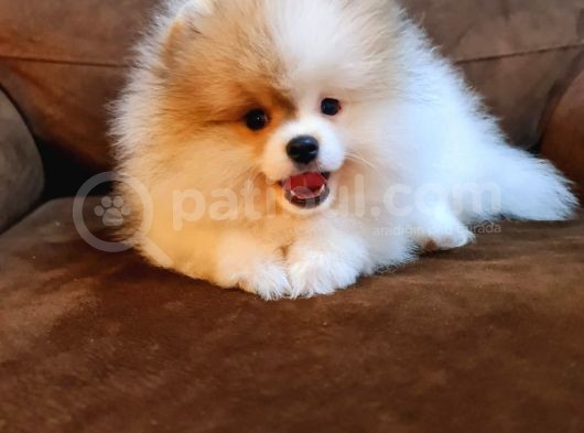 Pomerian Yavrularimiz görsel