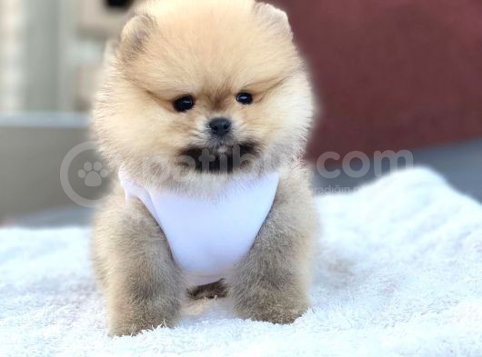 Pomerian Yavrularimiz