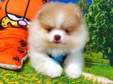 Orjinal Pomeranian Boo Yavrularımız